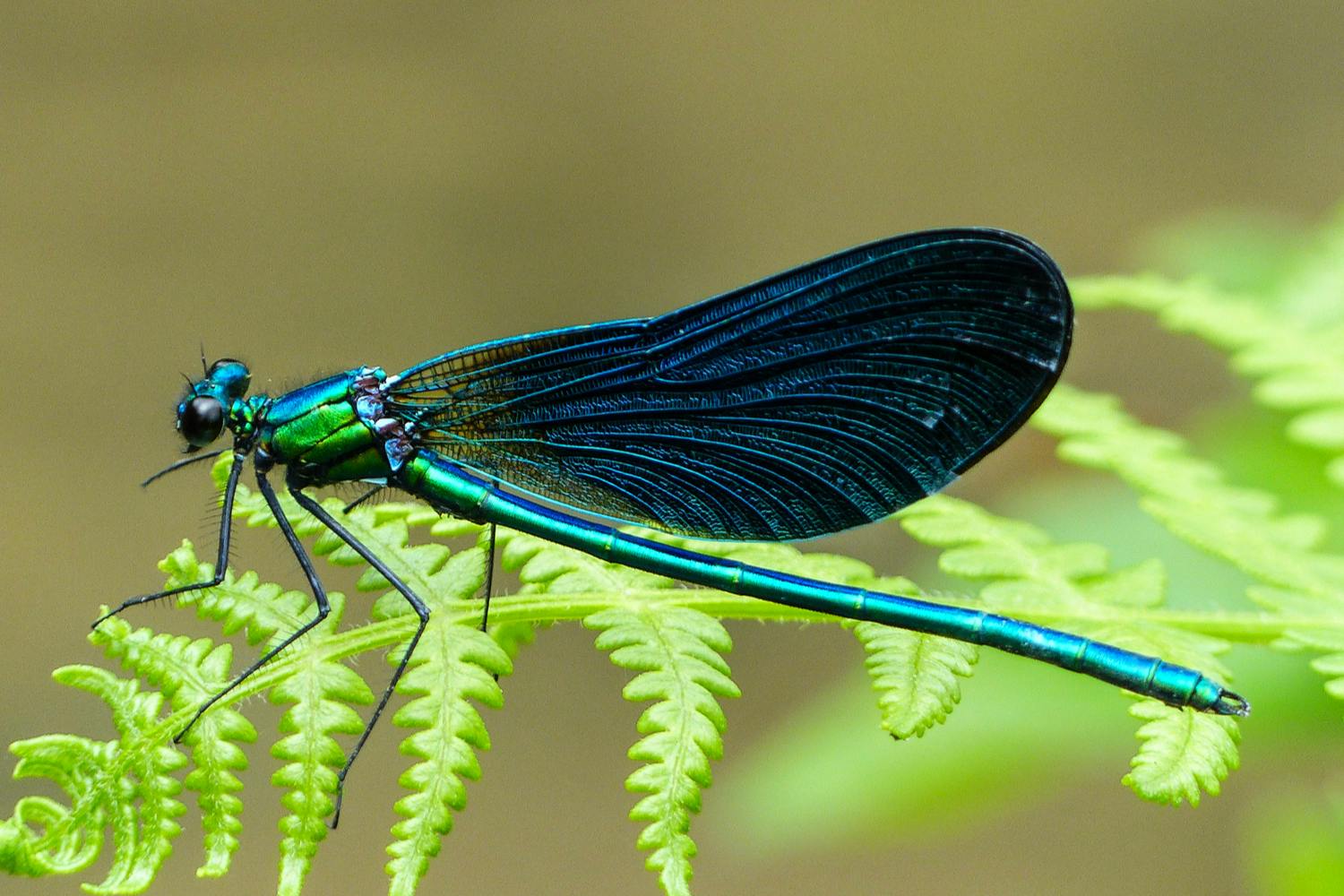 Jungfruslända på blad